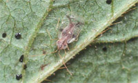 Azalea Lace Bug