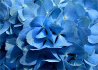 Photo of a blue hydrangea.