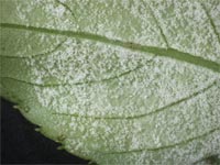 Photo of Impatien leaf with downy mildew on it.