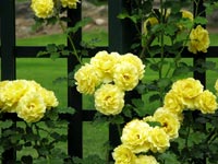 Yellow roses