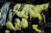 Photo of Slime Mold.