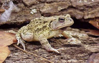 Fowler's Toad. Photo by JD Willson, Source: www.herpsofnc.org