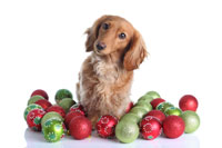 Here are some tips to help keep your pet(s) safe this holiday season.