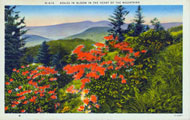 Azalea in Bloom in the Heart of the Mountains