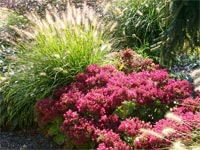 Tough Plants for Tough Places brings you the know-how for enjoying your yard without being its slave.