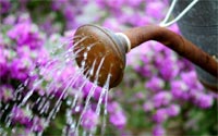 Get tips on watering your plants more efficiently.