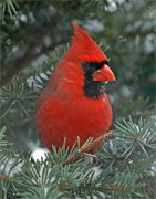 Cardinal