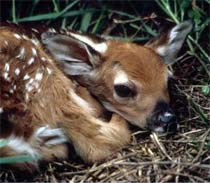 A fawn might look abandoned, but it is waiting for its mother to return. 