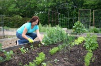Come help in the garden A women gardening for tomatoes.