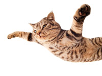Photo of a cat that looks like it is flying through the air.