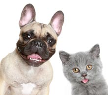 Photo of a dog and cat.