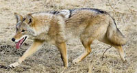 Photo of a Coyote