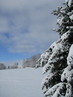 Photo of snowcovered tree and field in Buncombe County.