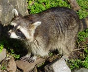 Photo of a raccoon.