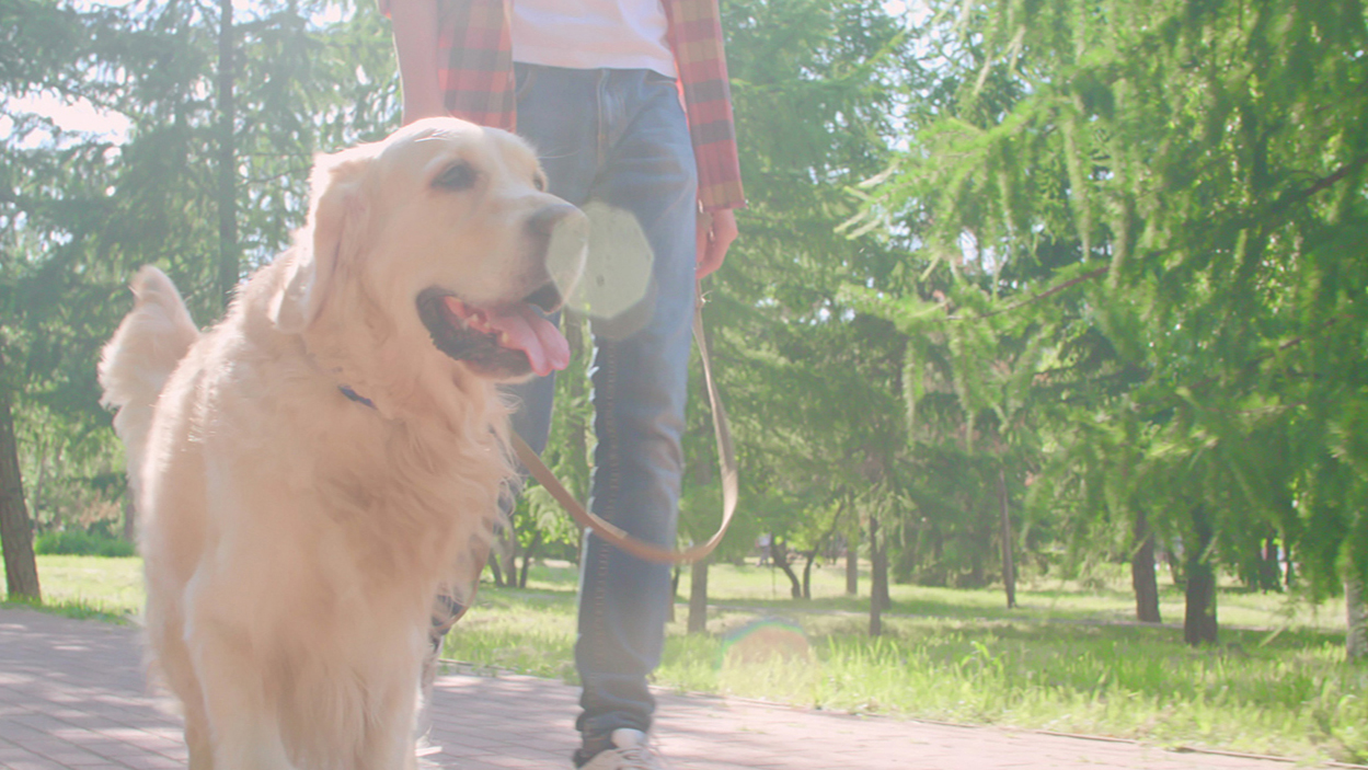 dog with leash