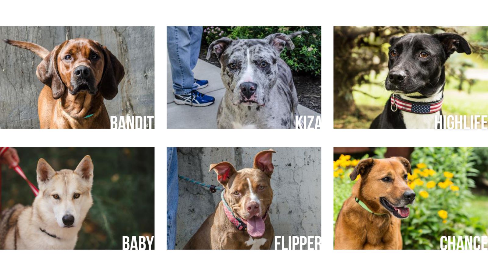 Adoptable Dogs