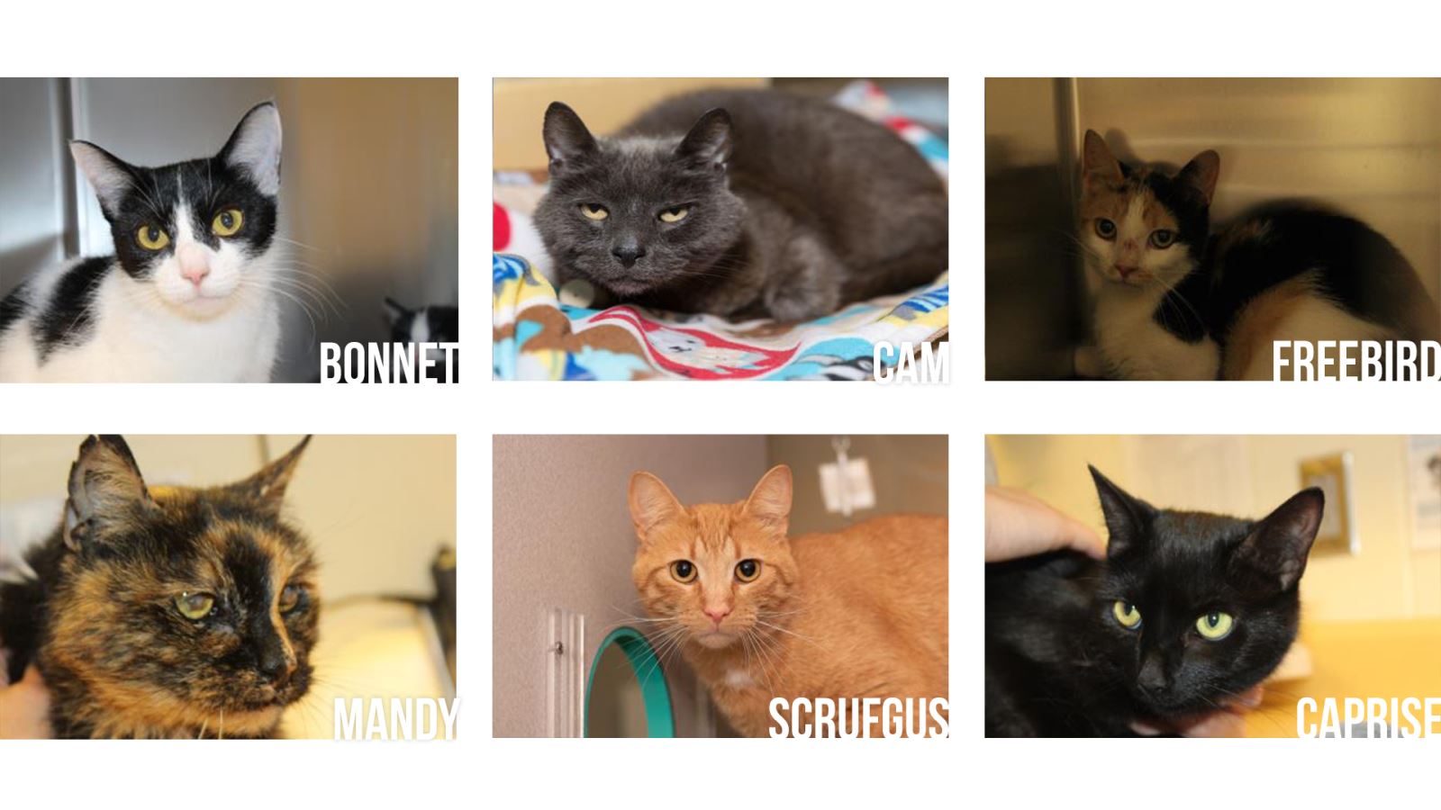 Adoptable Cats