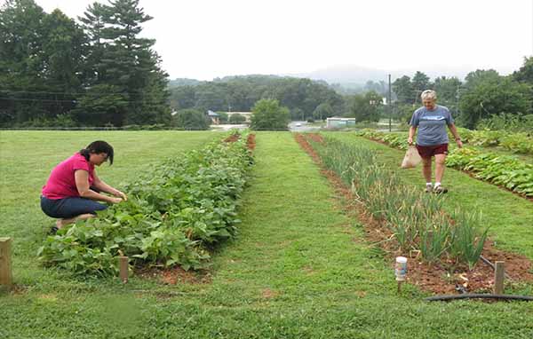 Get your garden going with the Black Mountain Seed Library
