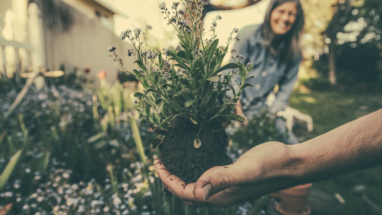 Garden Soil