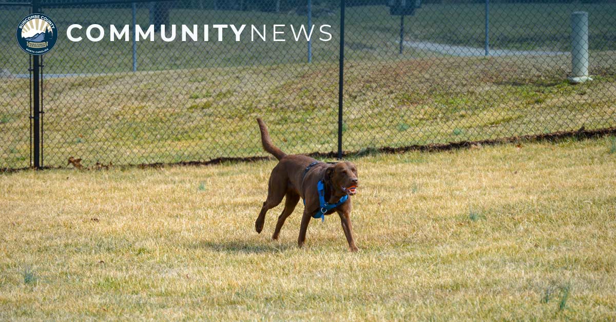 a dog runs at a dog park