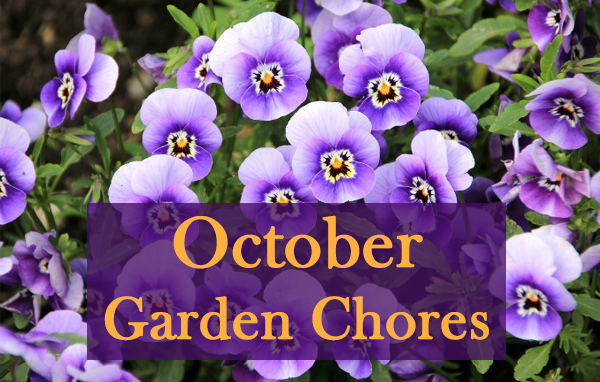 October Garden Chores - pansies