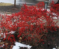 Photo of Deciduous Holly. 