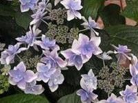 Hydrangea: Star Gazer