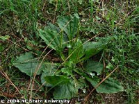 Plantain. Photo credit: NC State University