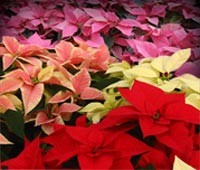 Poinsettias: bottom, red; middle left, marble, top, pink, middle right, white.