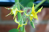 Photo of tomato flowers.