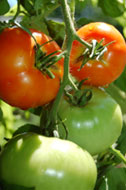 Photo of tomatoes on a vine.