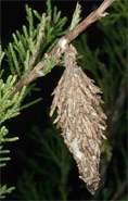 Bagworm