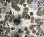 Photo of mold.