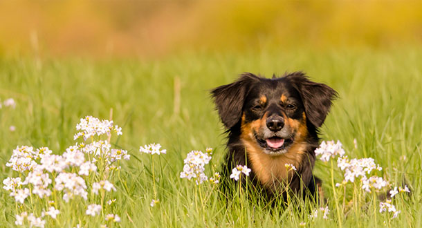 Dog in field with flowers