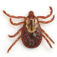 The 8-legged adult American Dog Tick is a vector of the pathogen causing Rocky Mountain spotted fever (RMSF).