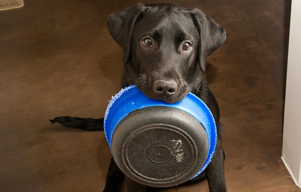 Dog holding bowl.