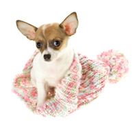 Photo of a dog sitting halfway in a a winter hat.