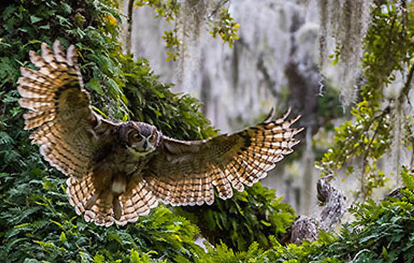 Great Horned Owl by Robert Strickland, 2015 GBBC