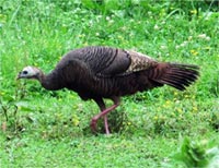 Wild Turkey