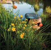 Photo of litter next to stream.