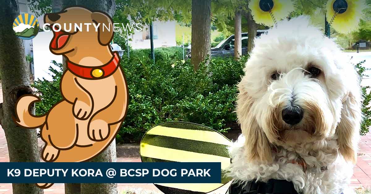 Kora the dog wears her bumble bee costume with a dog graphic