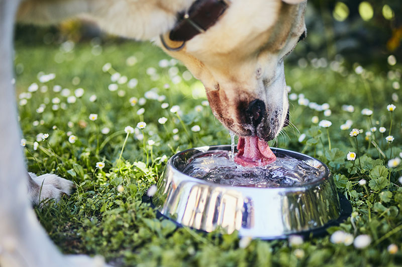 Dog drinking water from a bowl