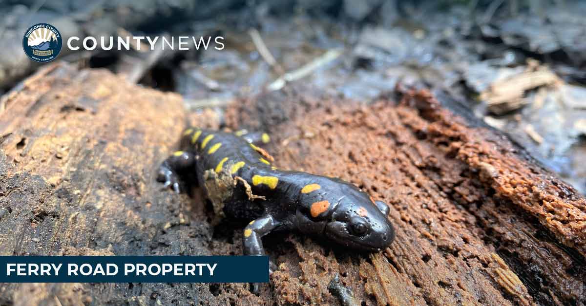 a salamander sits on a rock