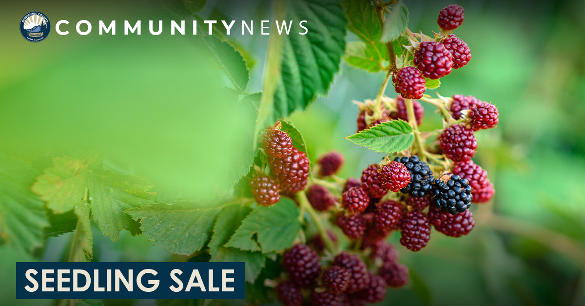 Blackberries, Persimmons, Dogwoods, &amp; More: Seedling Sale Now Accepting Orders